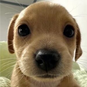 Meet your Posher, Josh